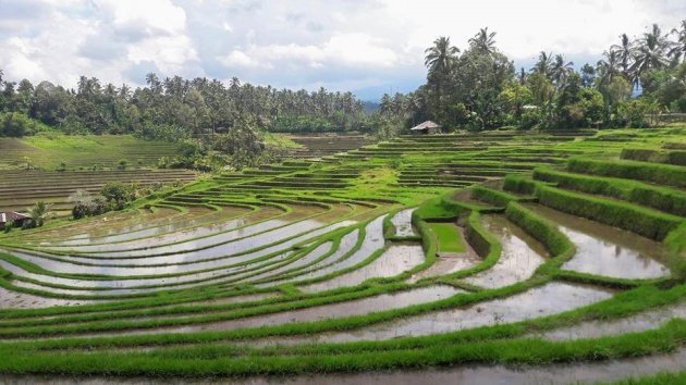 Rijstvelden noord- Bali