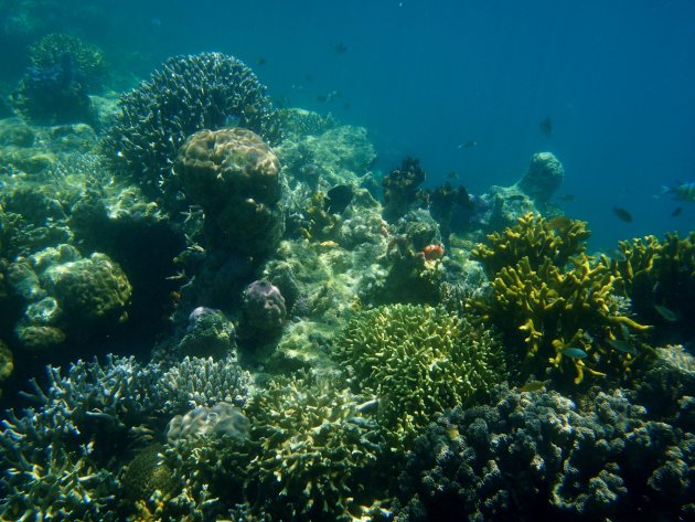 Sprookjesbos onderwater Tun Sakaran
