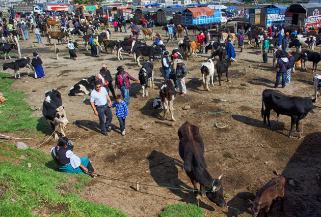 Veemarkt Otavalo