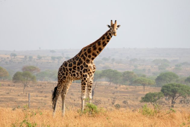 Oeganda giraffe