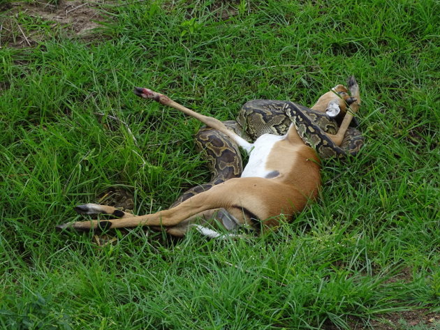 Impala gewurgd door python