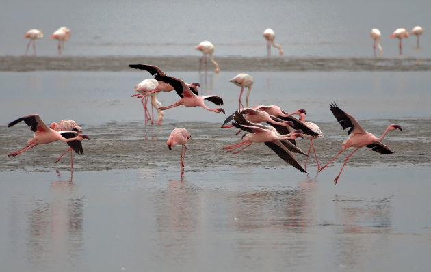 Flamingo's 