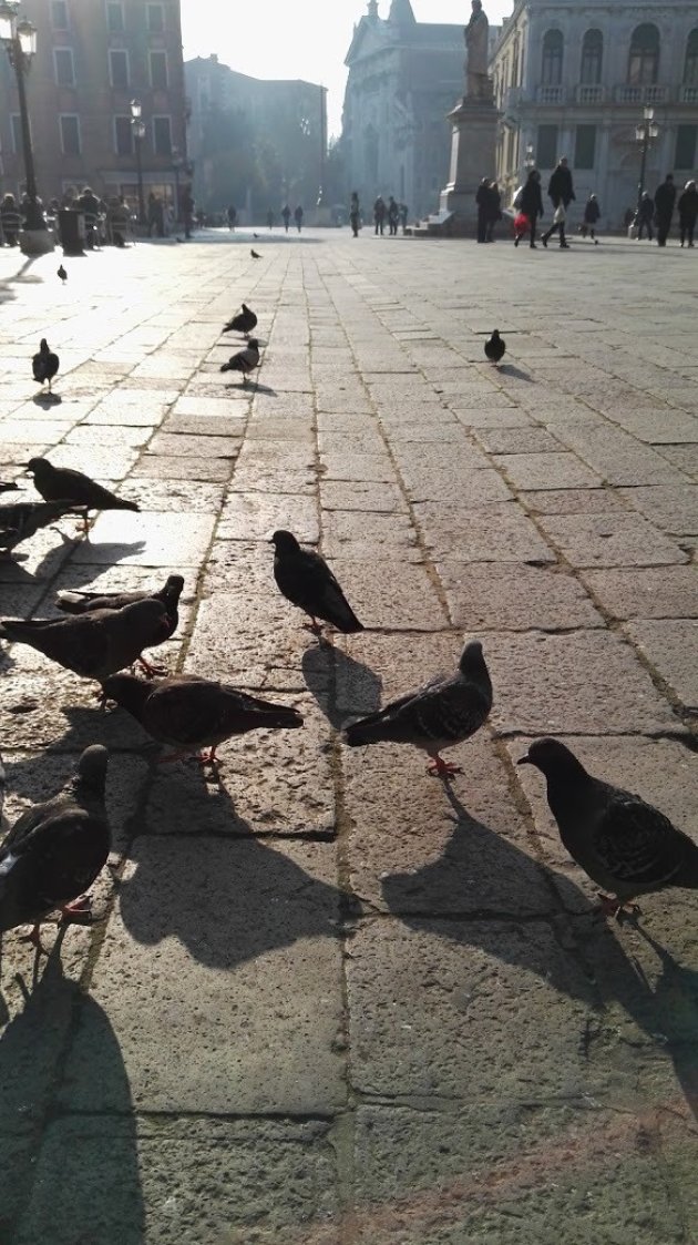Alle duiven op de...in Venetië