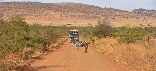 Zebra op het pad!