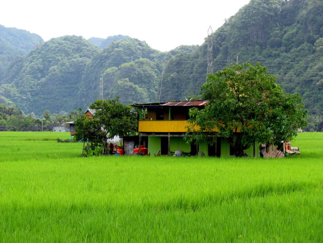 in een groen, groen, . . . rijstveld