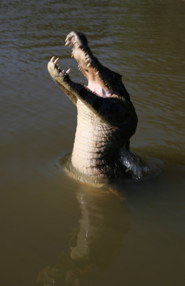 Krokodil in de Pantanal