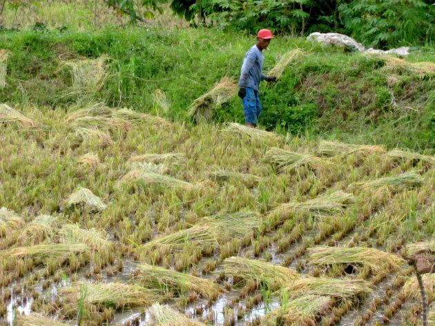 rijst oogsten