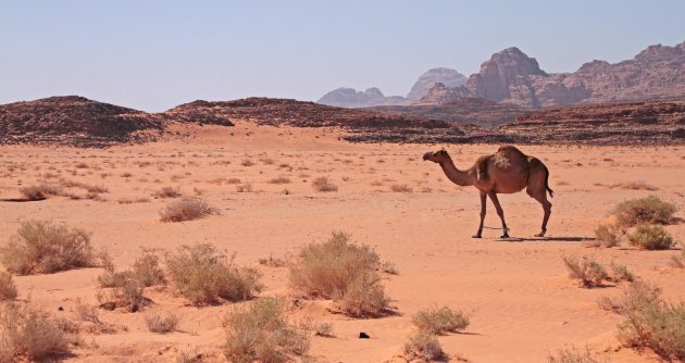 Laatste blik Wadi Rum