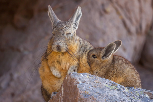 Moeder en kind viscacha
