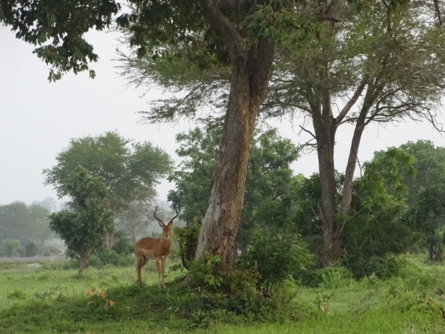 Impala onder boom 