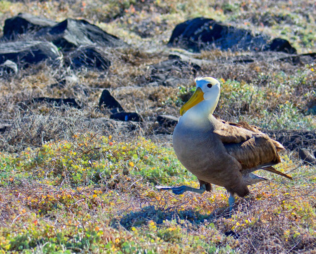Vogeltjesdans  by a Albatros