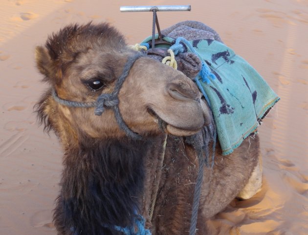 Contente kameel