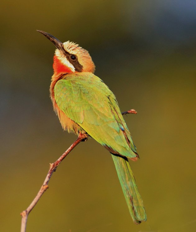 White-fronted Bee-Eater