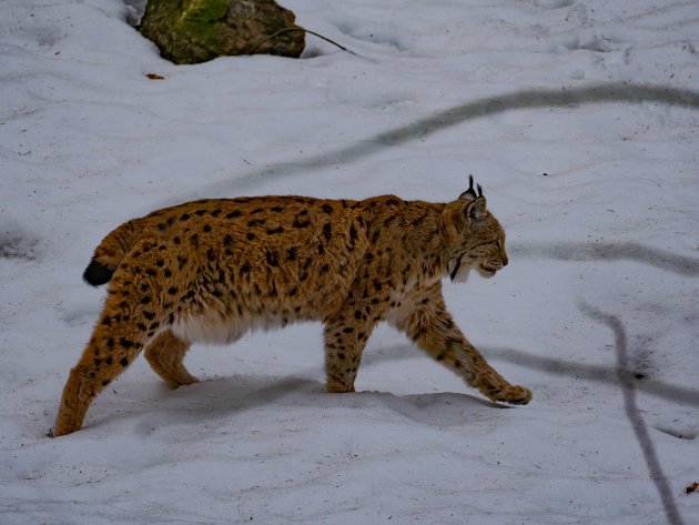 Lynx in de sneeuw