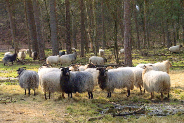  Heide schapen
