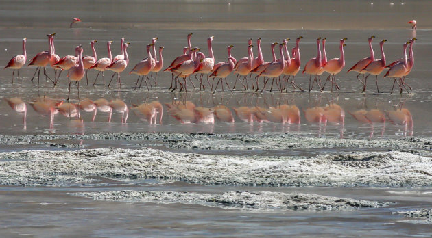 Parade van flamingo's