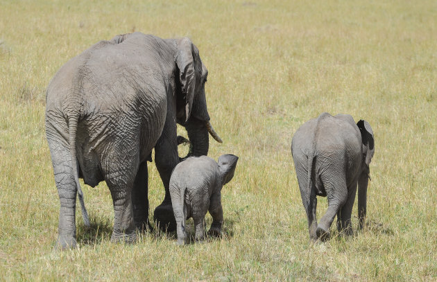 Olifantenfamilie in de Masai Mara