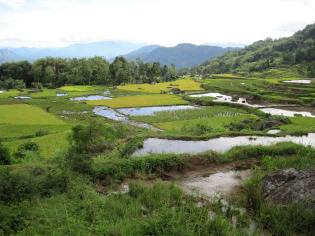Toraja Rijst Land