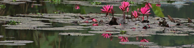Waterlelies (panorama)