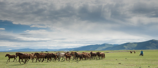 Paarden in Mongolië