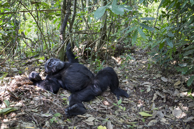 bezoek de Chimpansees in het Kibale forest