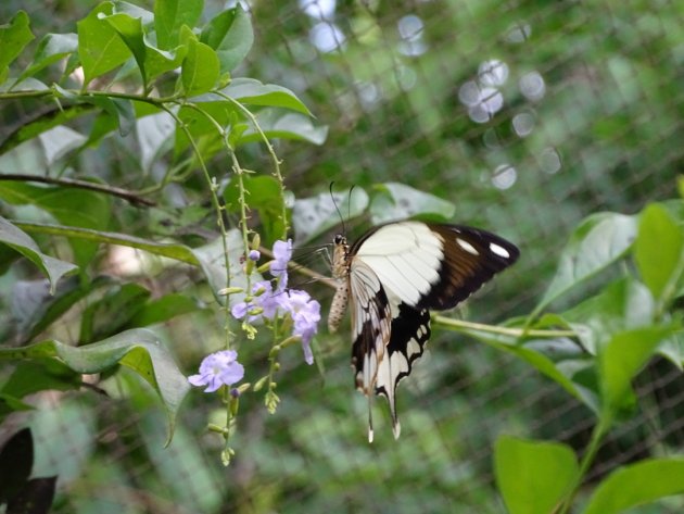 Sierlijke vlinder