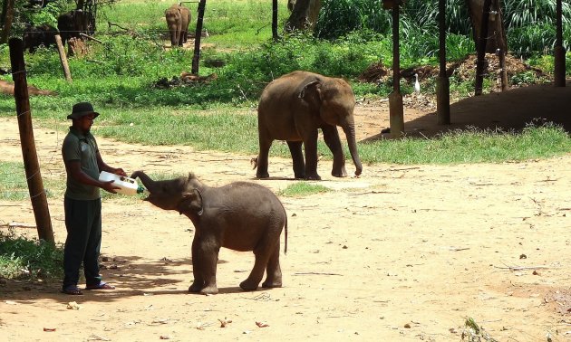 Het andere olifantenweeshuis