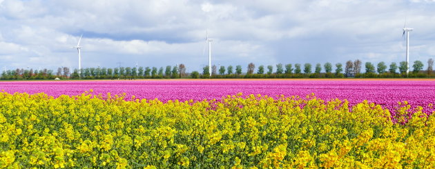 Flevoland tulpenroute