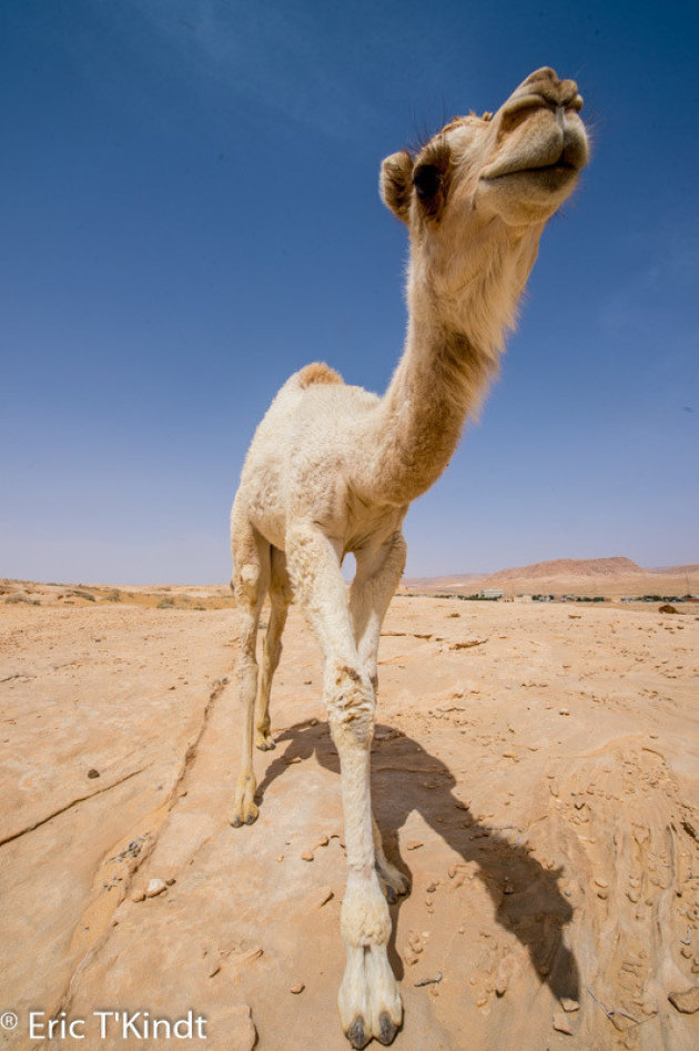 jonge camel