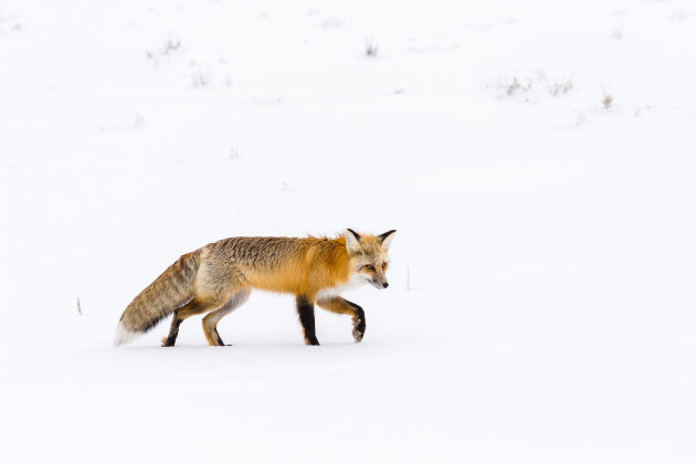 Fox in snowy yellowstone NP