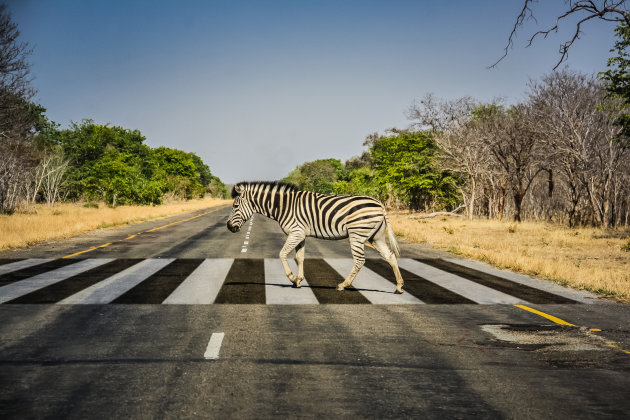 Zebra op zebra