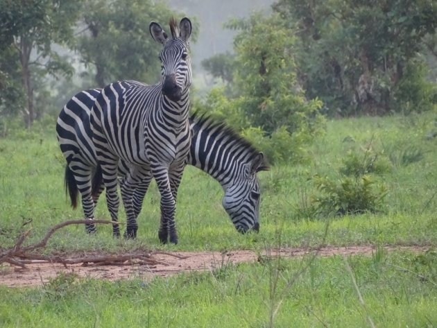Tweekoppige zebra 