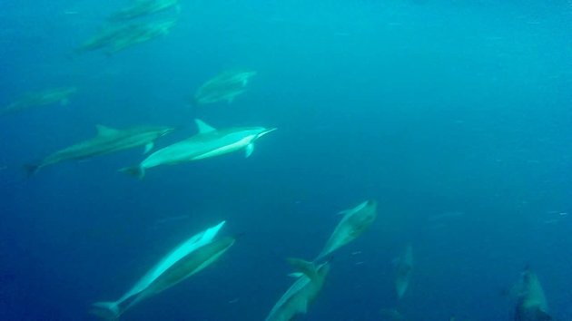 Zwemmen met wilde dolfijnen 