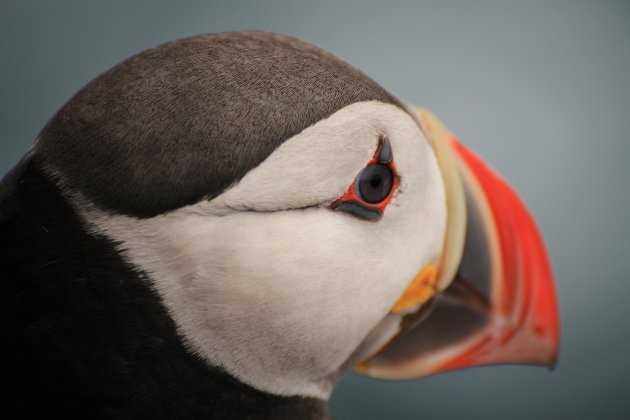 Eye of the Puffin