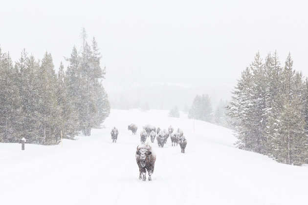 Hard leven in de winter voor de bizons