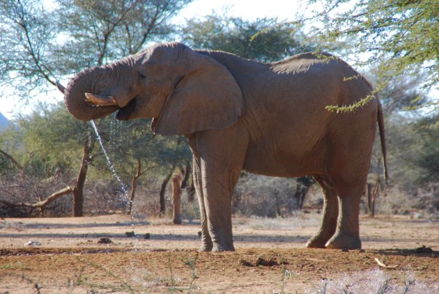 Slurpende olifant