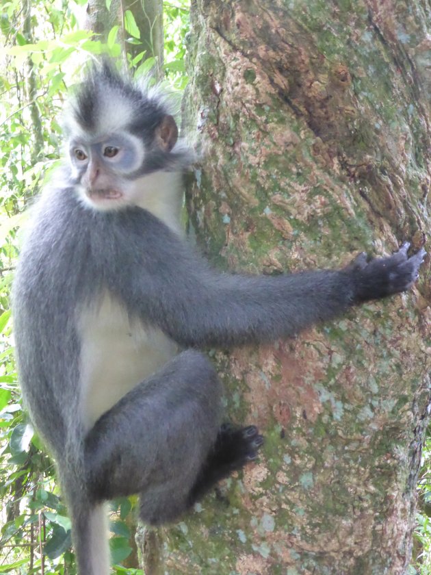 Thomas Leaf Monkey op Sumatra
