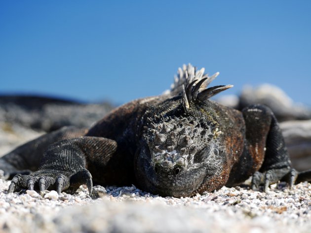 Wildlife explosie op de Galapagos eilanden