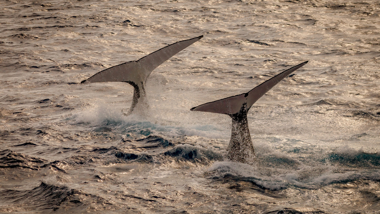 Dansende walvissen