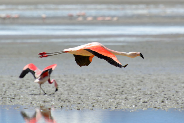 Flamingo frenzy