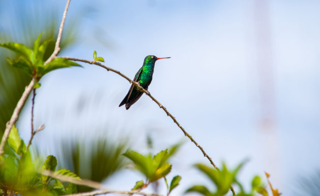 Mini kolibrie