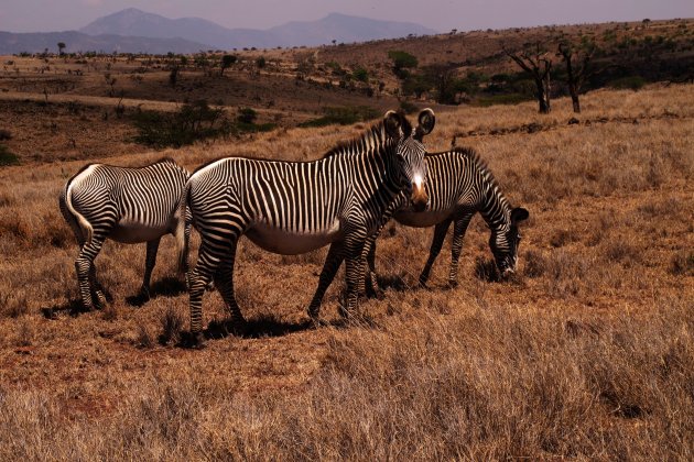  Waar komen de Grevy zebras vandaan?