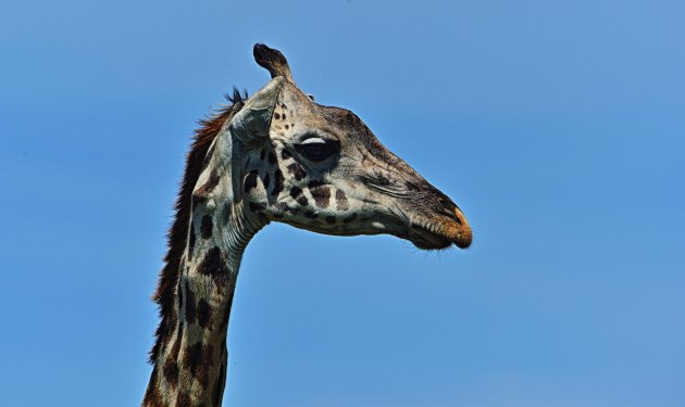 oude giraffe