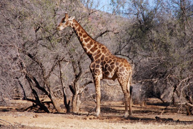 Giraf in Erindi Private Game Reserve