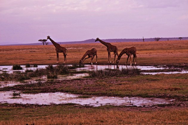 Oplettende giraffen