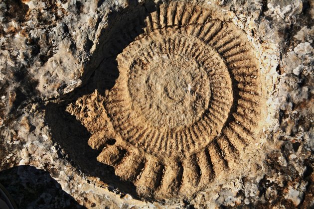  Ammonite
