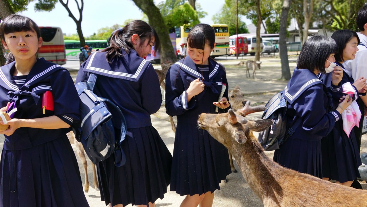 De heilige herten van Nara park