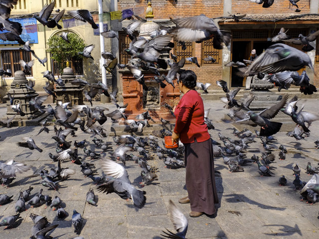 Duiven voeren in Kathmandu