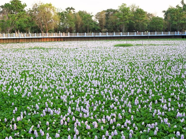 Volgegroeit met water hyacint.