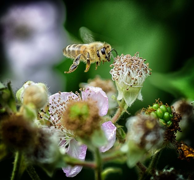 Bijen en bramen